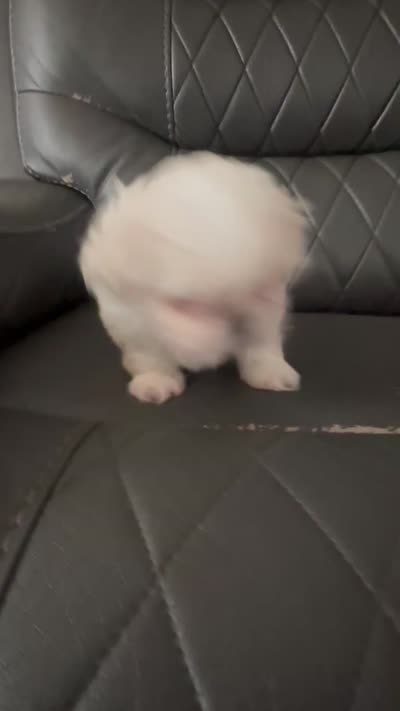 Small Blue Peki-Tzu aka Shinese , a female Pekingese and Shih Tzu for sale in Los Banos, CA – 4 of 5