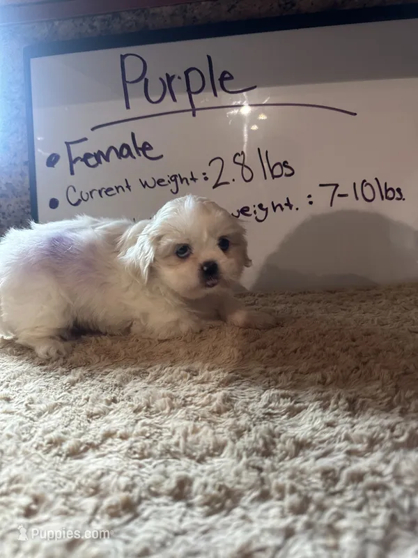Purple Peki-Tzu aka Shinese  – Pekingese, Shih Tzu puppy for sale in Los Banos, CA