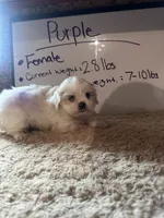 **RESERVED**Purple Peki-Tzu aka Shinese , a female Pekingese and Shih Tzu for sale in Los Banos, CA – 1 of 5