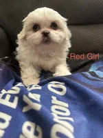 Red Peki-Tzu aka Shinese , a female Pekingese and Shih Tzu for sale in Los Banos, CA – 1 of 2