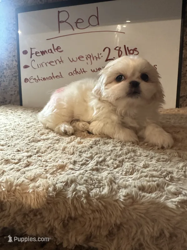 Red Peki-Tzu aka Shinese  – Pekingese, Shih Tzu puppy for sale in Los Banos, CA