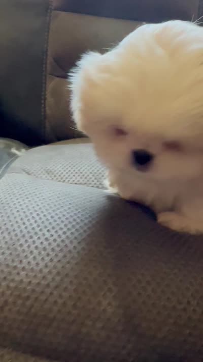 Female Peki-Tzu aka pikachu pups, a female Pekingese and Shih Tzu for sale in Los Banos, CA – 6 of 7