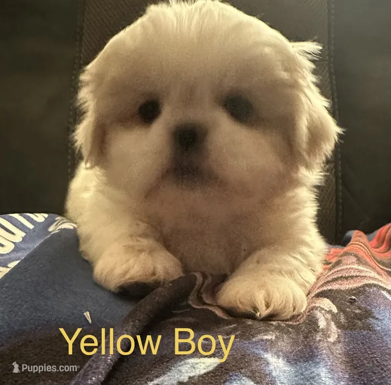 Yellow Peki-Tzu – Pekingese, Shih Tzu puppy for sale in Los Banos, CA