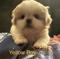 Yellow Peki-Tzu aka Shinese, a male Pekingese and Shih Tzu for sale in Los Banos, CA – 1 of 2