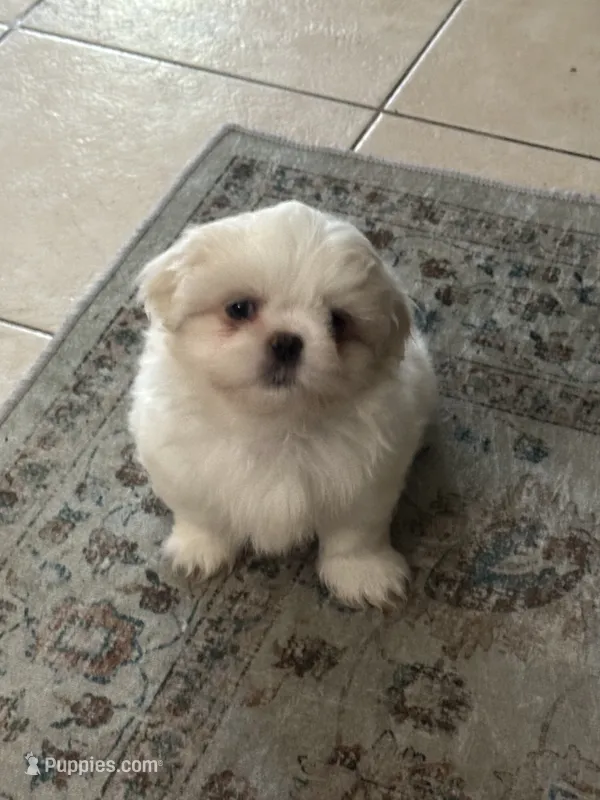 Small Brown Peki-Tzu aka Shinese – Pekingese, Shih Tzu puppy for sale in Los Banos, CA
