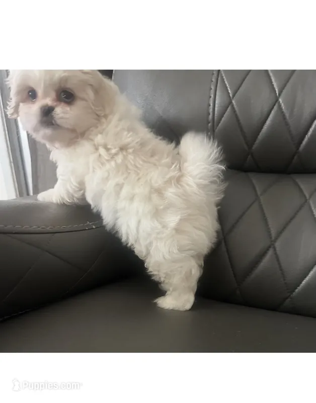 Red Peki-Tzu aka Shinese  – Pekingese, Shih Tzu puppy for sale in Los Banos, CA
