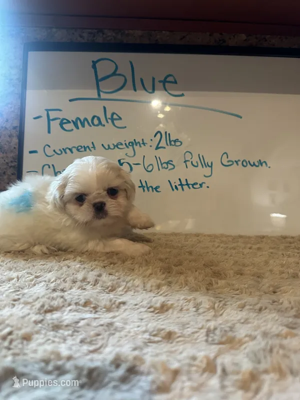 Small Blue Peki-Tzu aka Shinese  – Pekingese, Shih Tzu puppy for sale in Los Banos, CA