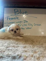 *RESERVED* Small Blue Peki-Tzu aka Shinese , a female Pekingese and Shih Tzu for sale in Los Banos, CA – 1 of 7