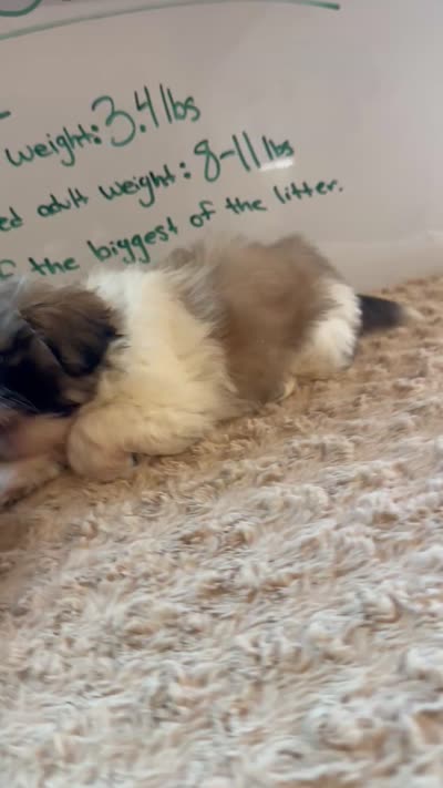 **ON HOLD**Sable Peki-Tzu aka Shinese, a male Pekingese and Shih Tzu for sale in Los Banos, CA – 7 of 7