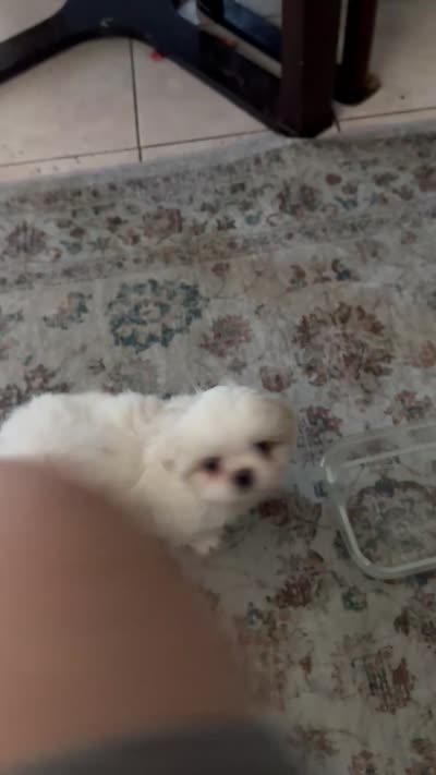 Cloud aka brown Boy, Small male Peki-Tzu aka Shinese, a male Pekingese and Shih Tzu for sale in Los Banos, CA – 9 of 9