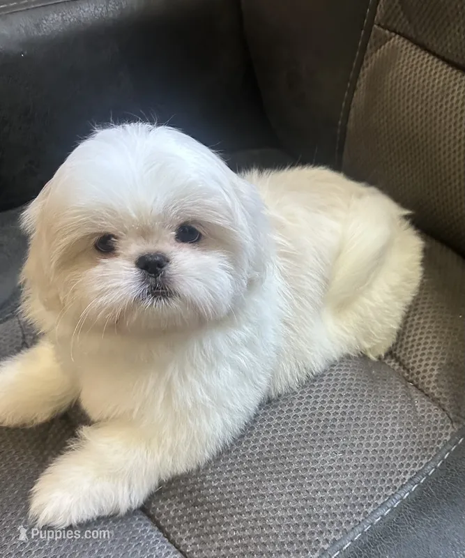 Female Peki-Tzu aka pikachu pups – Pekingese, Shih Tzu puppy for sale in Los Banos, CA