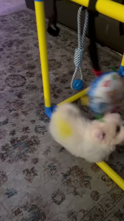 *ON HOLD* Yellow Peki-Tzu aka Shinese, a male Pekingese and Shih Tzu for sale in Los Banos, CA – 4 of 5
