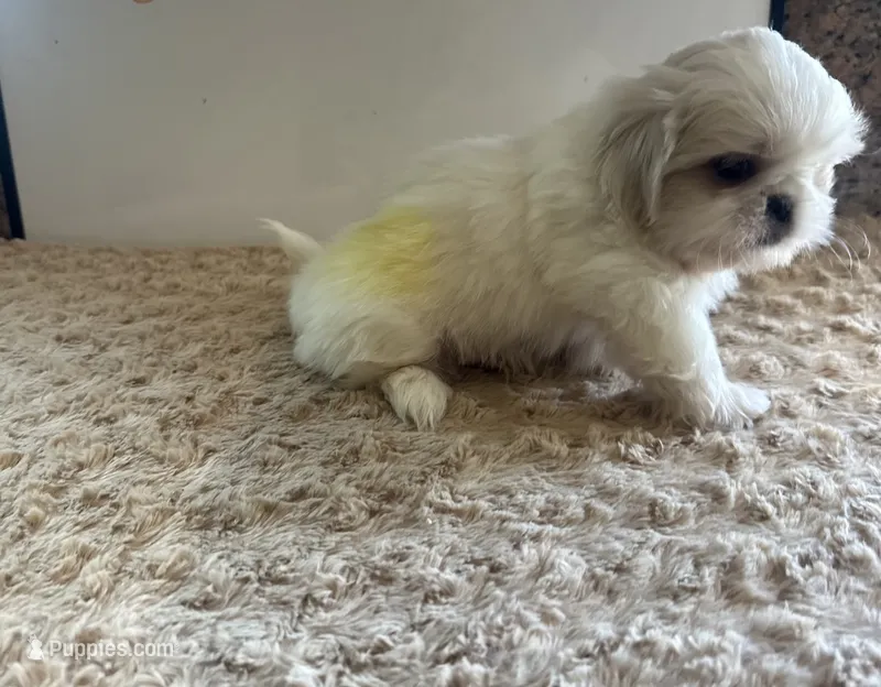 Yellow Peki-Tzu aka Shinese – Pekingese, Shih Tzu puppy for sale in Los Banos, CA