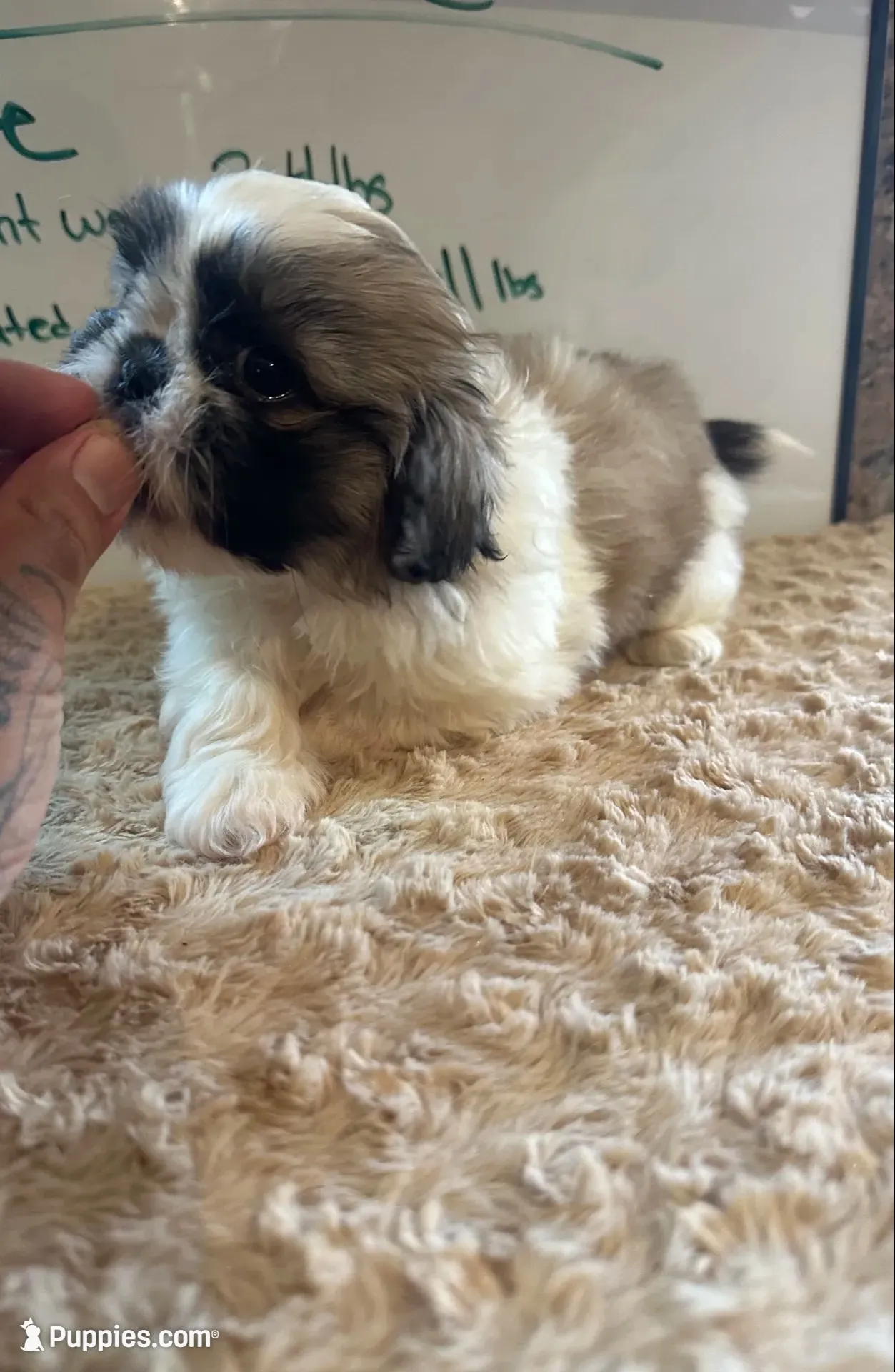 **ON HOLD**Sable Peki-Tzu aka Shinese, a male Pekingese and Shih Tzu for sale in Los Banos, CA – 1 of 7