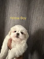 Yellow Peki-Tzu aka Shinese, a male Pekingese and Shih Tzu for sale in Los Banos, CA – 2 of 2
