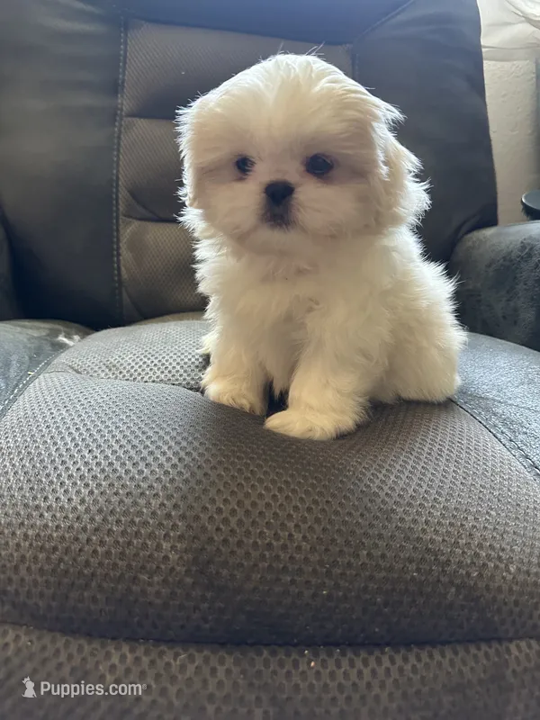 Female Peki-Tzu aka pikachu pups – Pekingese, Shih Tzu puppy for sale in Los Banos, CA