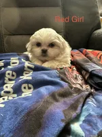Red Peki-Tzu aka Shinese , a female Pekingese and Shih Tzu for sale in Los Banos, CA – 2 of 2