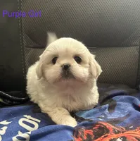 Purple Peki-Tzu aka Shinese , a female Pekingese and Shih Tzu for sale in Los Banos, CA – 1 of 2