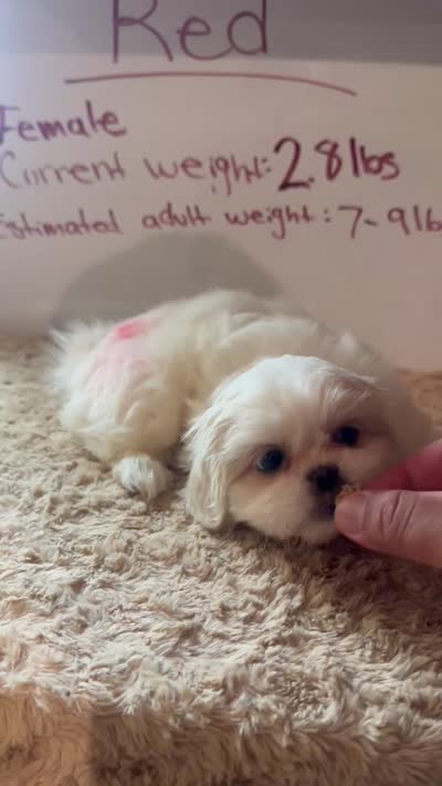 **RESERVED**Red Peki-Tzu aka Shinese , a female Pekingese and Shih Tzu for sale in Los Banos, CA – 5 of 6