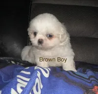 Brown Peki-Tzu aka Shinese, a male Pekingese and Shih Tzu for sale in Los Banos, CA – 2 of 2
