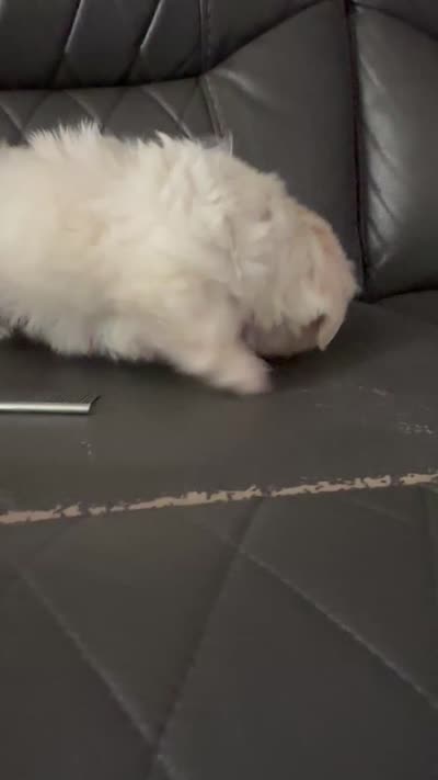 **RESERVED**Purple Peki-Tzu aka Shinese , a female Pekingese and Shih Tzu for sale in Los Banos, CA – 4 of 5