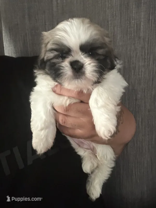 Sable Peki-Tzu – Pekingese, Shih Tzu puppy for sale in Los Banos, CA