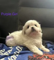 Purple Peki-Tzu aka Shinese , a female Pekingese and Shih Tzu for sale in Los Banos, CA – 2 of 2