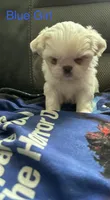 Blue Peki-Tzu aka Shinese , a female Pekingese and Shih Tzu for sale in Los Banos, CA – 2 of 2