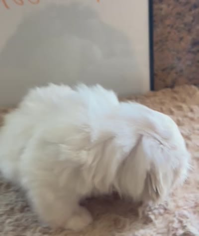 *ON HOLD* Yellow Peki-Tzu aka Shinese, a male Pekingese and Shih Tzu for sale in Los Banos, CA – 5 of 5
