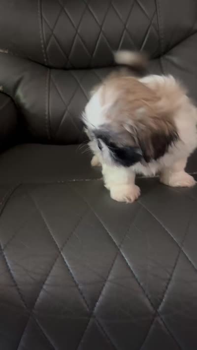 **ON HOLD**Sable Peki-Tzu aka Shinese, a male Pekingese and Shih Tzu for sale in Los Banos, CA – 6 of 7