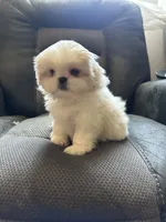 Female Peki-Tzu aka pikachu pups, a female Pekingese and Shih Tzu for sale in Los Banos, CA – 3 of 7
