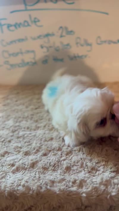 *RESERVED* Small Blue Peki-Tzu aka Shinese , a female Pekingese and Shih Tzu for sale in Los Banos, CA – 7 of 7
