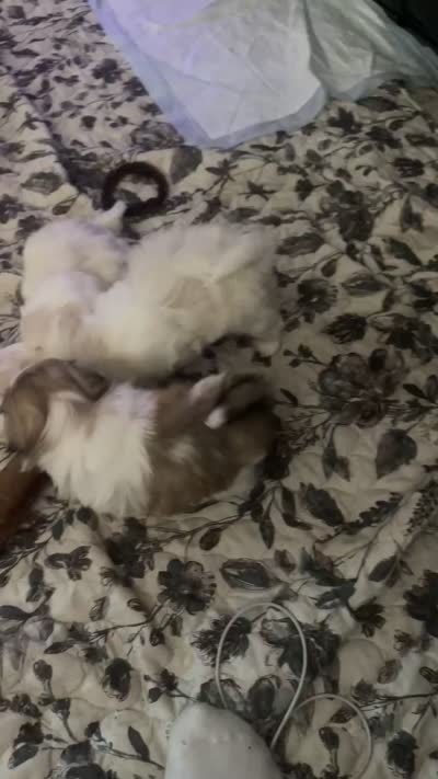 Shinese aka Peki-Tzu (Shih Tzu, Pekingese), a female Pekingese and Shih Tzu for sale in Los Banos, CA – 1 of 1