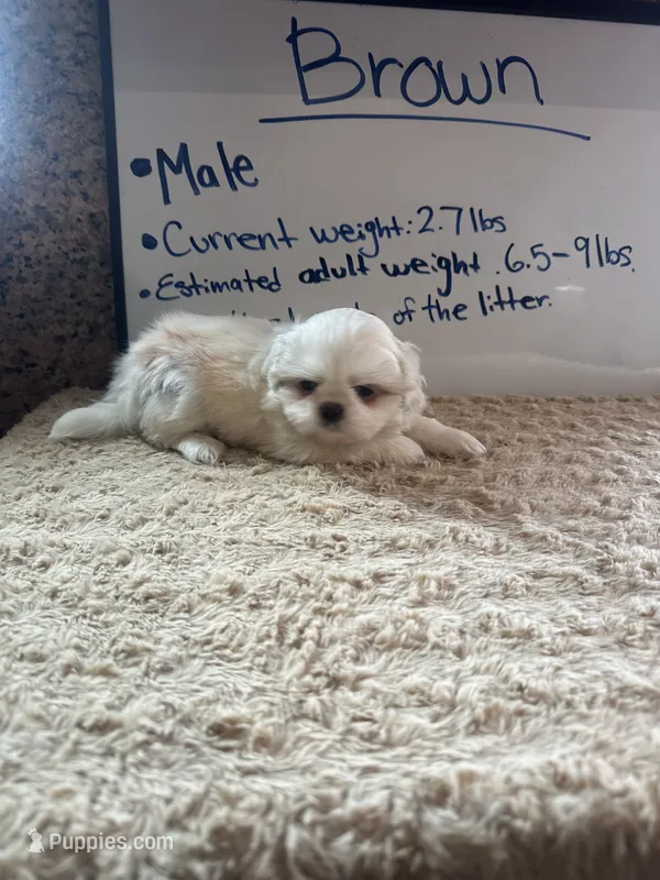 Brown Peki-Tzu aka Shinese – Pekingese, Shih Tzu puppy for sale in Los Banos, CA