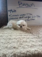 (Smallest boy)Brown Peki-Tzu aka Shinese, a male Pekingese and Shih Tzu for sale in Los Banos, CA – 1 of 4