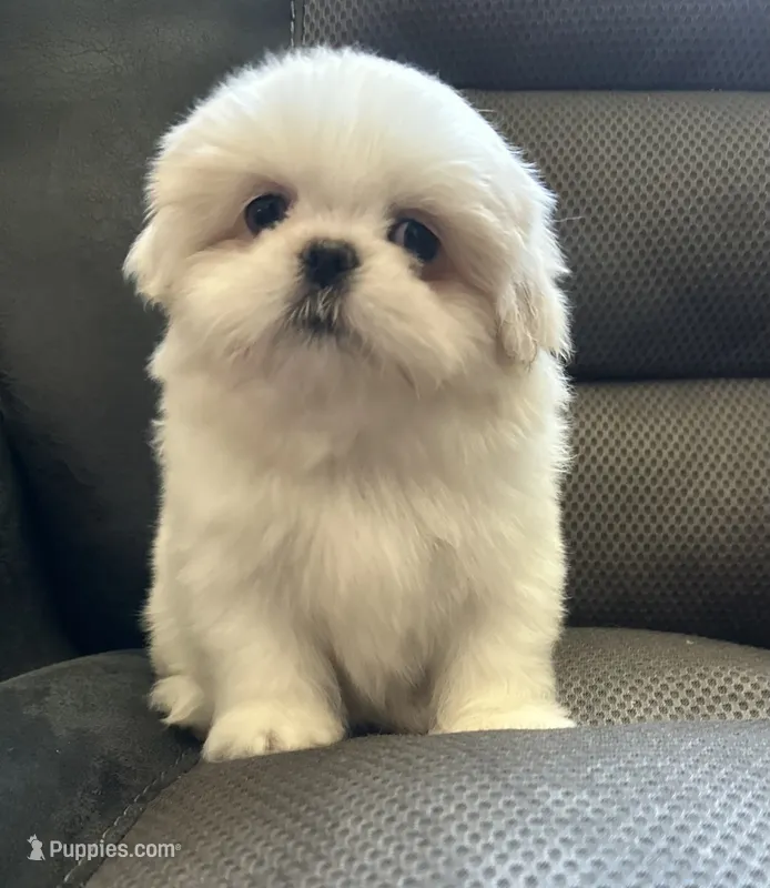 Small male Peki-Tzu aka pikachu pups – Pekingese, Shih Tzu puppy for sale in Los Banos, CA