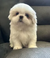 Small male Peki-Tzu aka Pikachu, a male Pekingese and Shih Tzu for sale in Los Banos, CA – 6 of 9