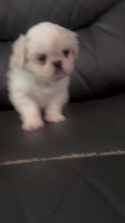 Small Blue Peki-Tzu aka Shinese , a female Pekingese and Shih Tzu for sale in Los Banos, CA – 5 of 5
