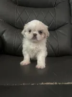 Small Blue Peki-Tzu aka Shinese , a female Pekingese and Shih Tzu for sale in Los Banos, CA – 3 of 5