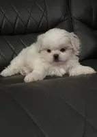 Green Peki-Tzu aka Shinese , a female Pekingese and Shih Tzu for sale in Los Banos, CA – 2 of 2