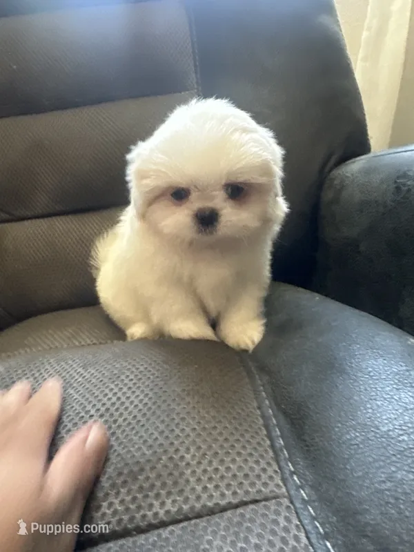 Small male Peki-Tzu aka pikachu pups – Pekingese, Shih Tzu puppy for sale in Los Banos, CA