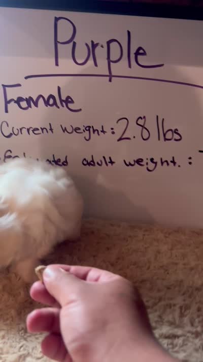 **RESERVED**Purple Peki-Tzu aka Shinese , a female Pekingese and Shih Tzu for sale in Los Banos, CA – 2 of 5