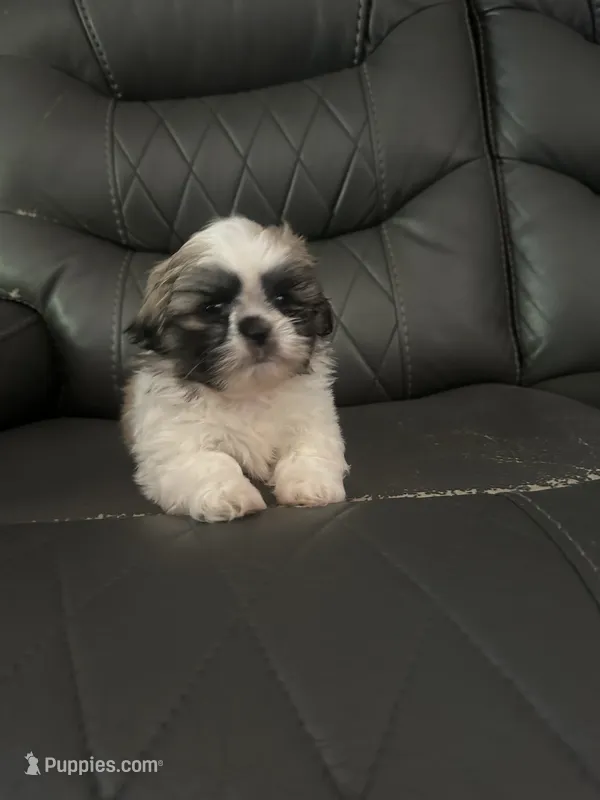 Sable Peki-Tzu aka Shinese – Pekingese, Shih Tzu puppy for sale in Los Banos, CA