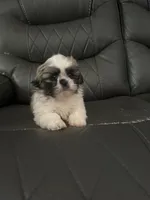 **ON HOLD**Sable Peki-Tzu aka Shinese, a male Pekingese and Shih Tzu for sale in Los Banos, CA – 2 of 7