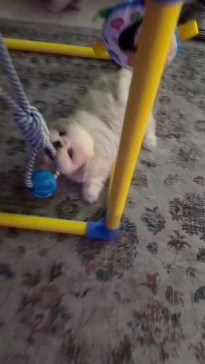 *RESERVED*Green Peki-Tzu aka Shinese , a female Pekingese and Shih Tzu for sale in Los Banos, CA – 3 of 3