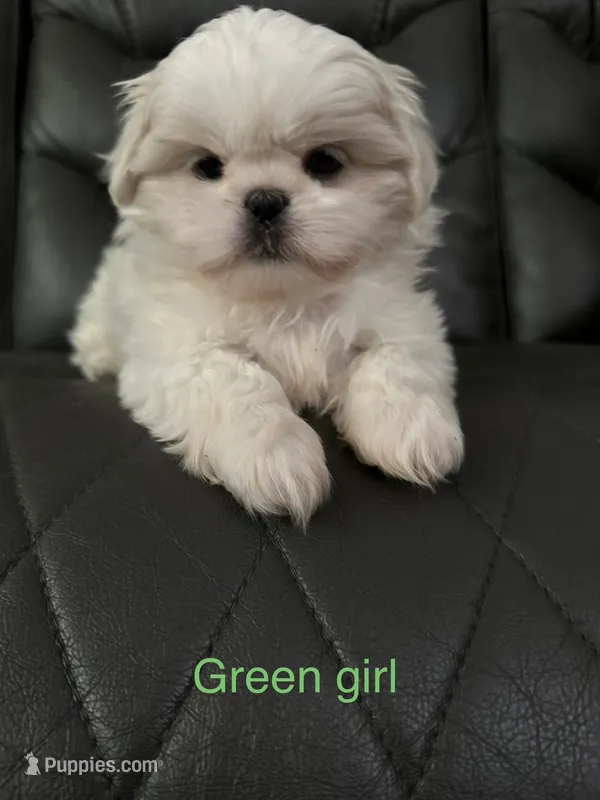 Green Peki-Tzu – Pekingese, Shih Tzu puppy for sale in Los Banos, CA