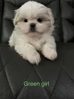 Green Peki-Tzu aka Shinese , a female Pekingese and Shih Tzu for sale in Los Banos, CA – 1 of 2
