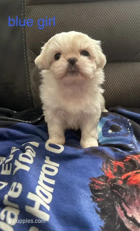 Blue Peki-Tzu – Pekingese, Shih Tzu puppy for sale in Los Banos, CA