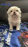Blue Peki-Tzu aka Shinese , a female Pekingese and Shih Tzu for sale in Los Banos, CA – 1 of 2