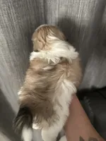 Sable Peki-Tzu aka Shinese, a male Pekingese and Shih Tzu for sale in Los Banos, CA – 2 of 2